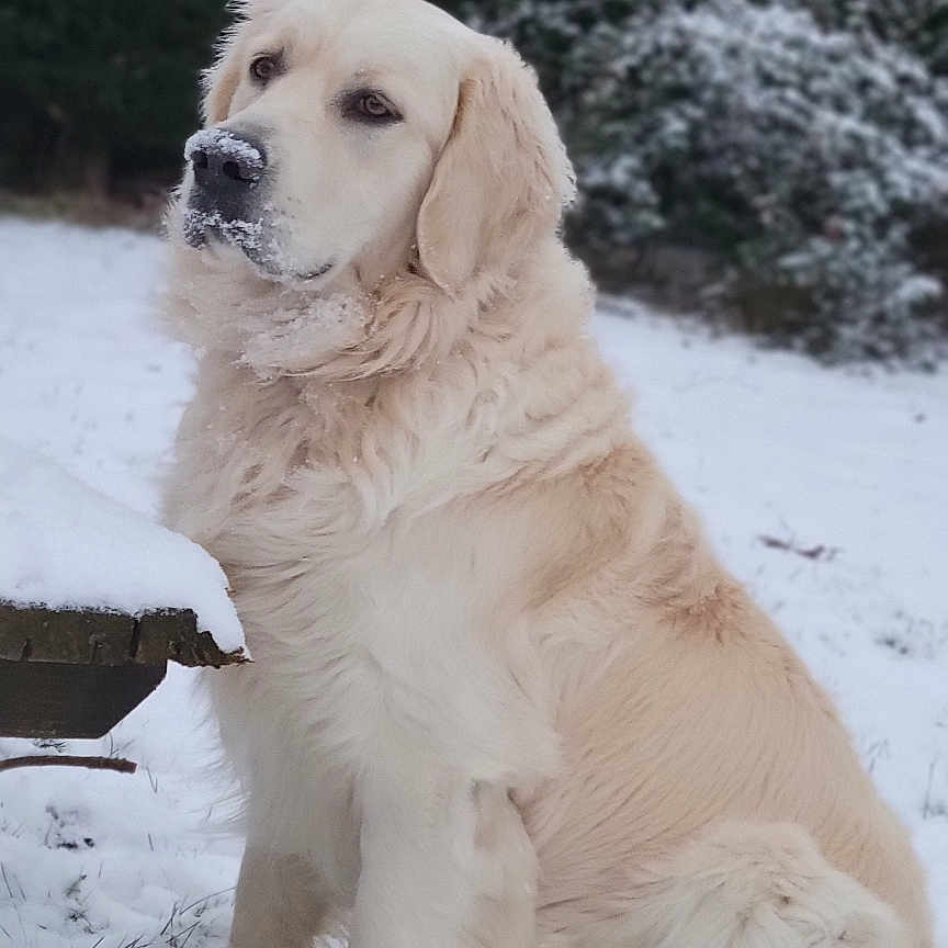 Marley a rejoint le concours — aidez-le/la à gagner de superbes lots ! dog, golden_retriever, snow, outdoor, pet, canine, winter, fur, animal, nature, grass, forest, sitting, cold, adorable, mammal, portrait, fluffy, cute, winter_climate