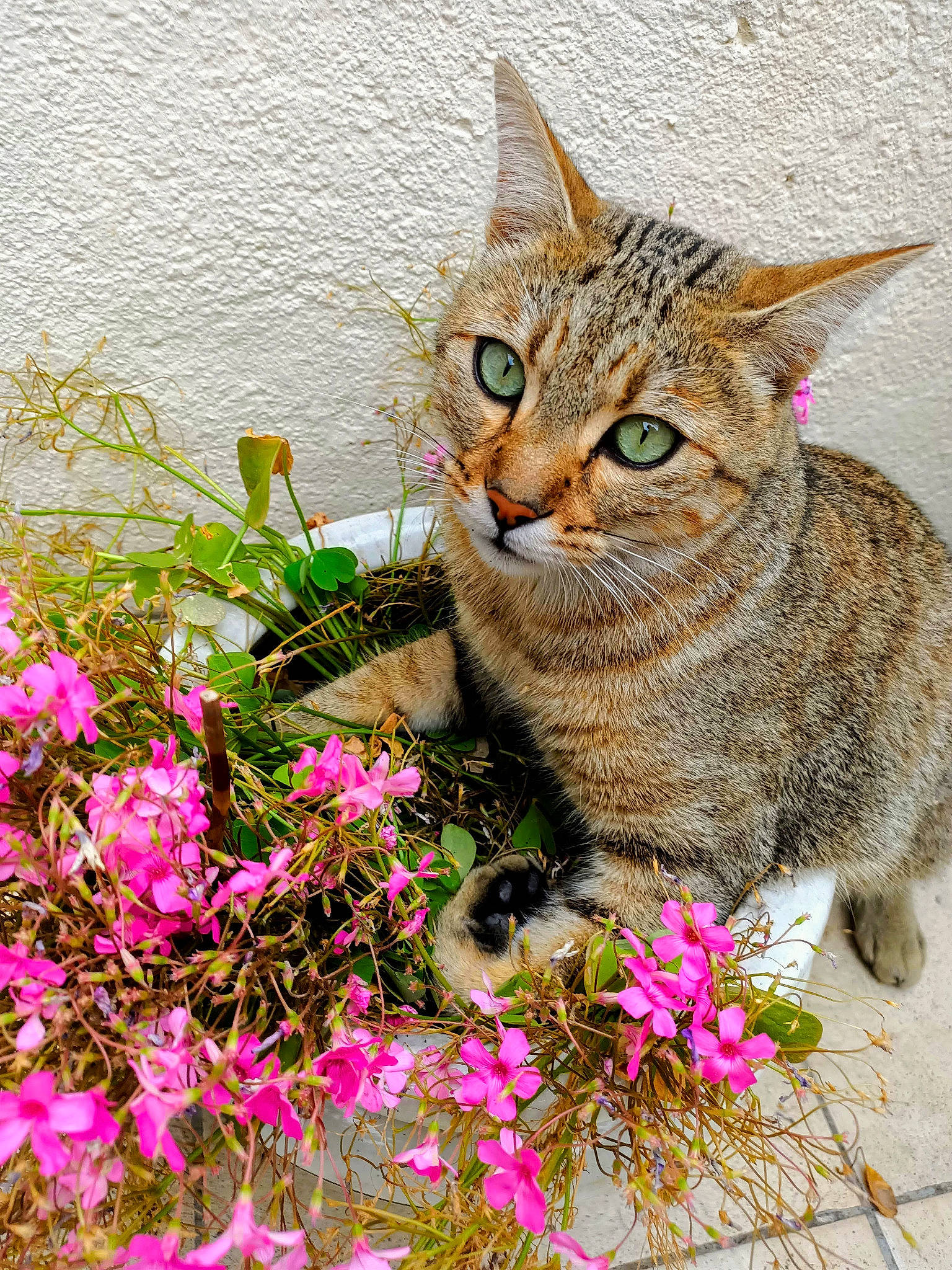Pacha a rejoint le concours — aidez-le/la à gagner de superbes lots ! annual_plant, art, carnivore, cat, fawn, felidae, flower, flowering_plant, grass, groundcover, herbaceous_plant, magenta, petal, plant, shrub, small_to_medium_sized_cats, snout, terrestrial_animal, terrestrial_plant, whiskers