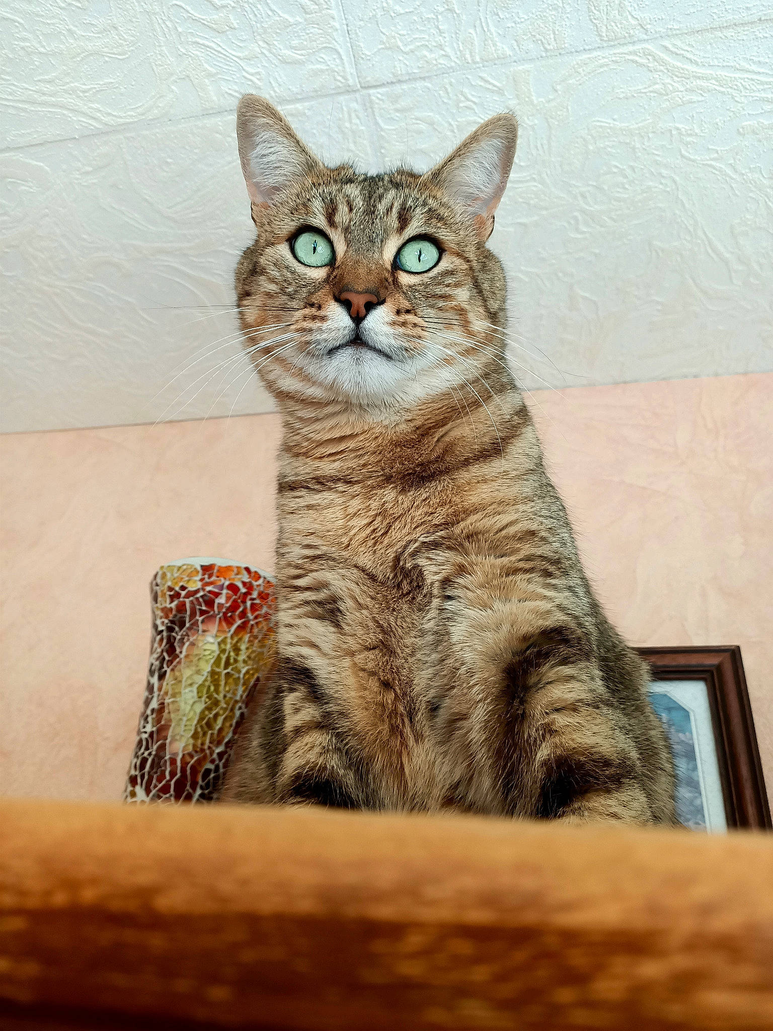 Pacha participe au concours pour gagner de l'argent avec cette photo : art, carnivore, cat, domestic_short_haired_cat, fawn, felidae, fur, illustration, paint, painting, rectangle, sitting, small_to_medium_sized_cats, snout, tail, terrestrial_animal, visual_arts, whiskers, wildlife, wood