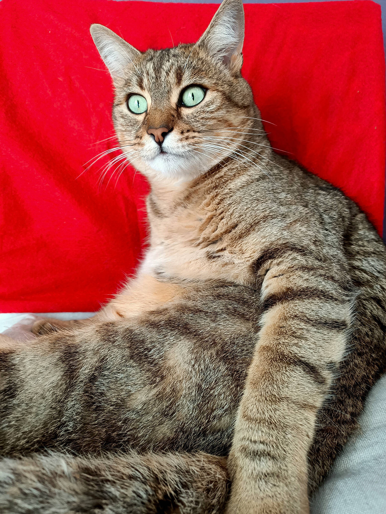 Pacha participe au concours pour gagner de l'argent avec cette photo : carnivore, cat, claw, comfort, domestic_short_haired_cat, felidae, fur, paw, sitting, small_to_medium_sized_cats, snout, tail, terrestrial_animal, tree, whiskers, wildlife, window