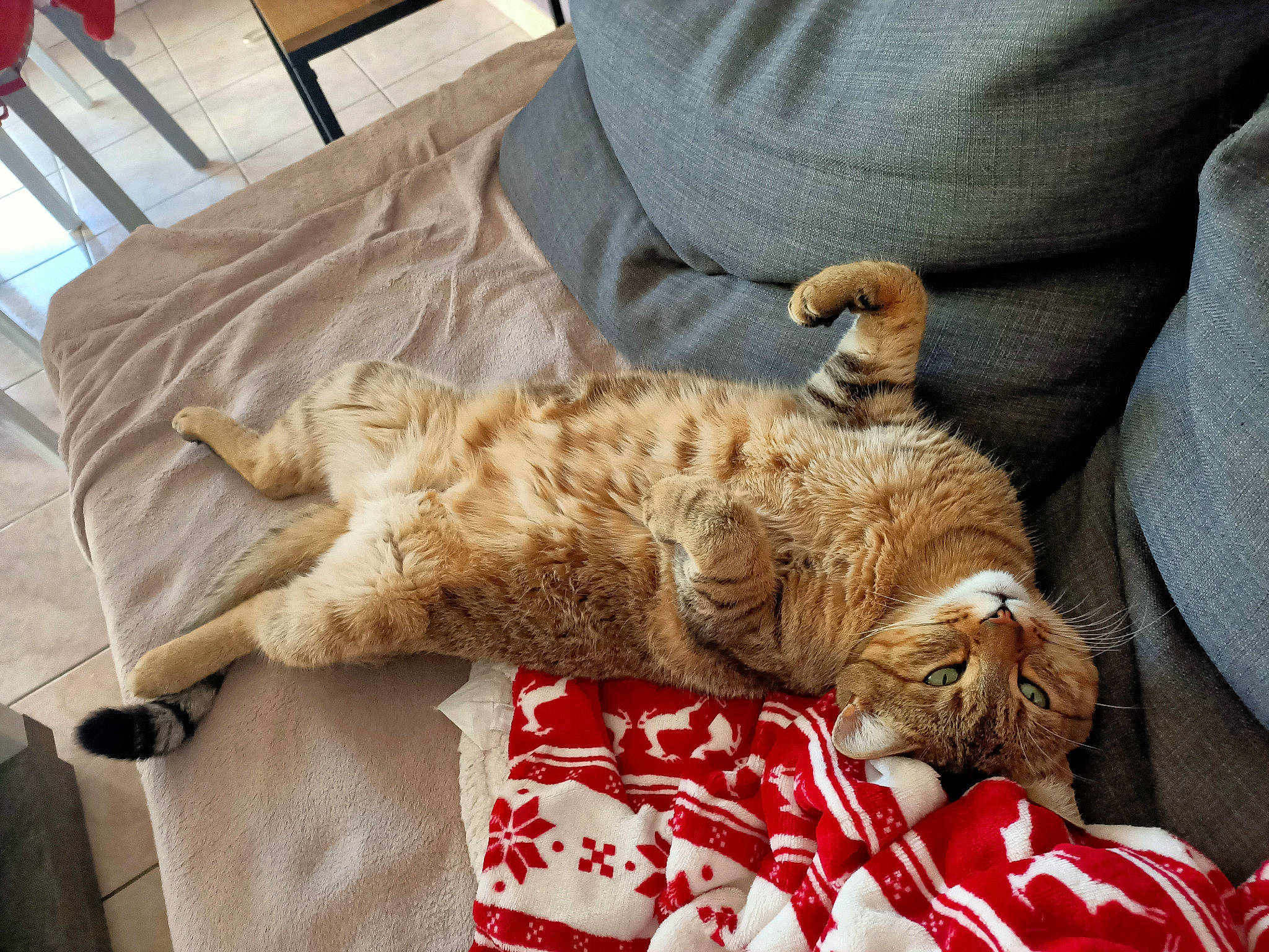 Pacha a rejoint le concours — aidez-le/la à gagner de superbes lots ! bed, carnivore, cat, claw, comfort, domestic_short_haired_cat, fawn, felidae, fur, mammal, nap, paw, sleep, small_to_medium_sized_cats, sporting_group, tail, terrestrial_animal, vertebrate, whiskers