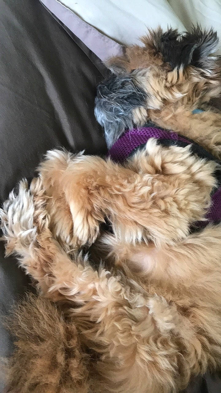 Littles joined the competition — help win amazing prizes! canidae, carnivore, companion_dog, dog, dog_breed, dog_collar, fawn, fur, liver, natural_material, pet_supply, small_terrier, sporting_group, terrier, water_dog, working_animal