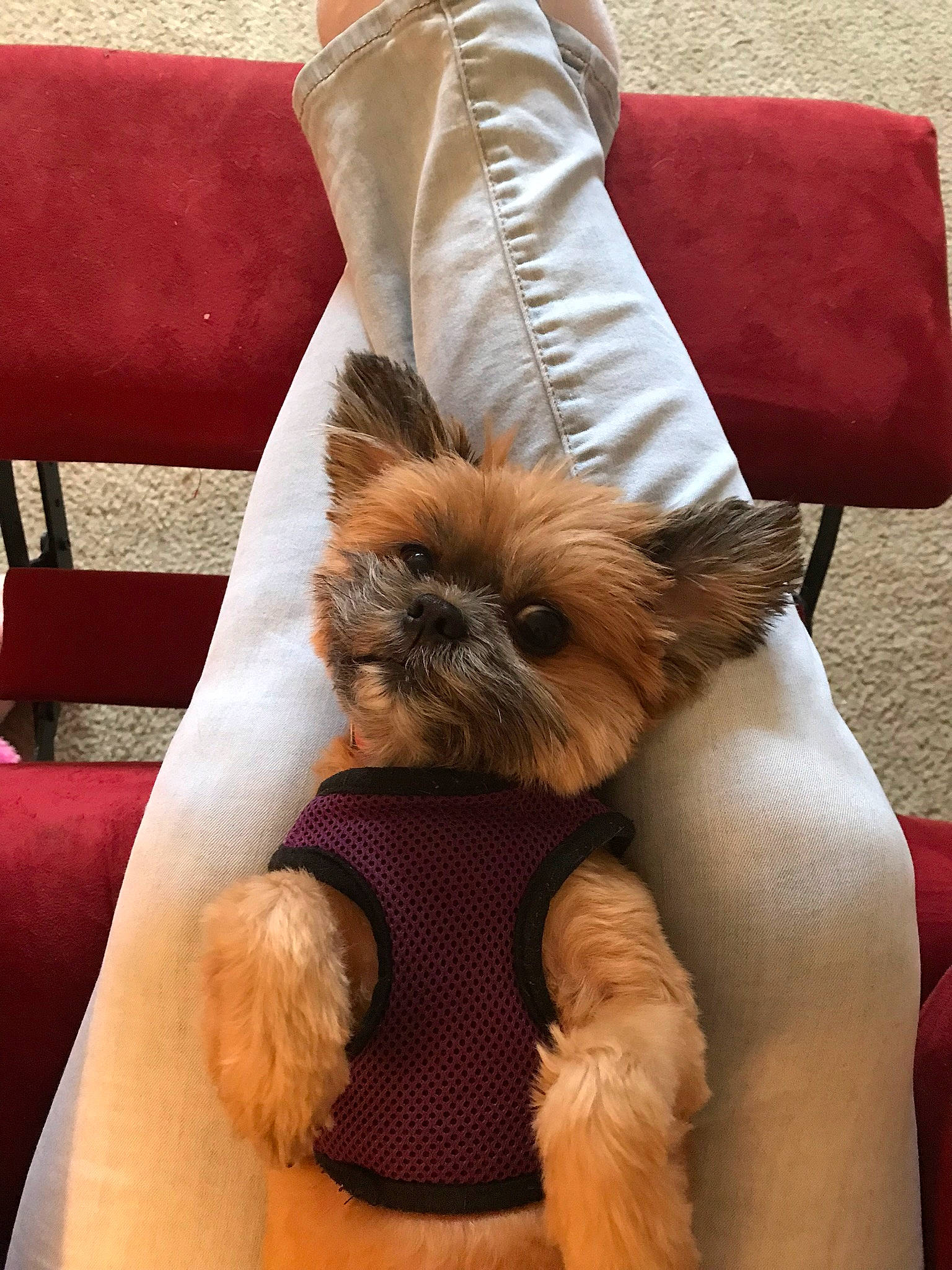 Littles joined the competition — help win amazing prizes! canidae, carnivore, comfort, companion_dog, couch, dog, dog_breed, dog_clothes, dog_supply, fur, furniture, home_accessories, pet_supply, pillow, small_terrier, snout, stuffed_toy, textile, toy_dog, vertebrate