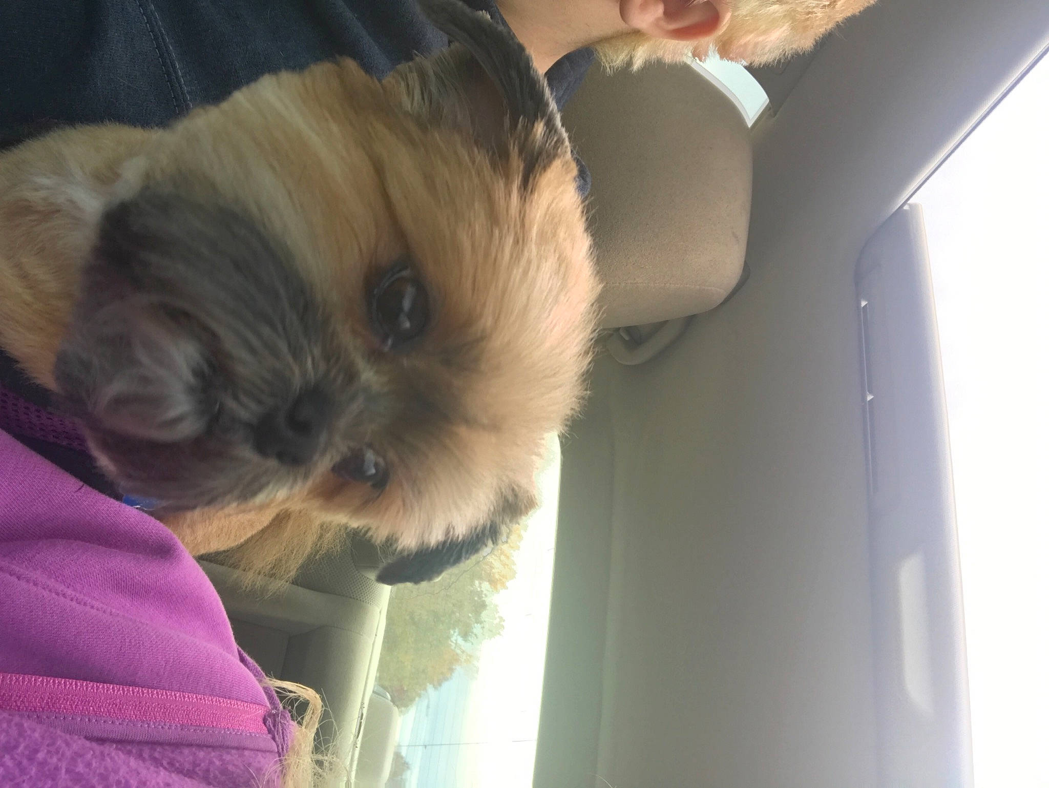 Littles joined the competition — help win amazing prizes! canidae, car_seat, carnivore, companion_dog, dog, dog_breed, fawn, griffon_bruxellois, liver, morkie, non_sporting_group, puppy, shih_tzu, small_terrier, snout, toy_dog, vertebrate, working_animal, working_dog