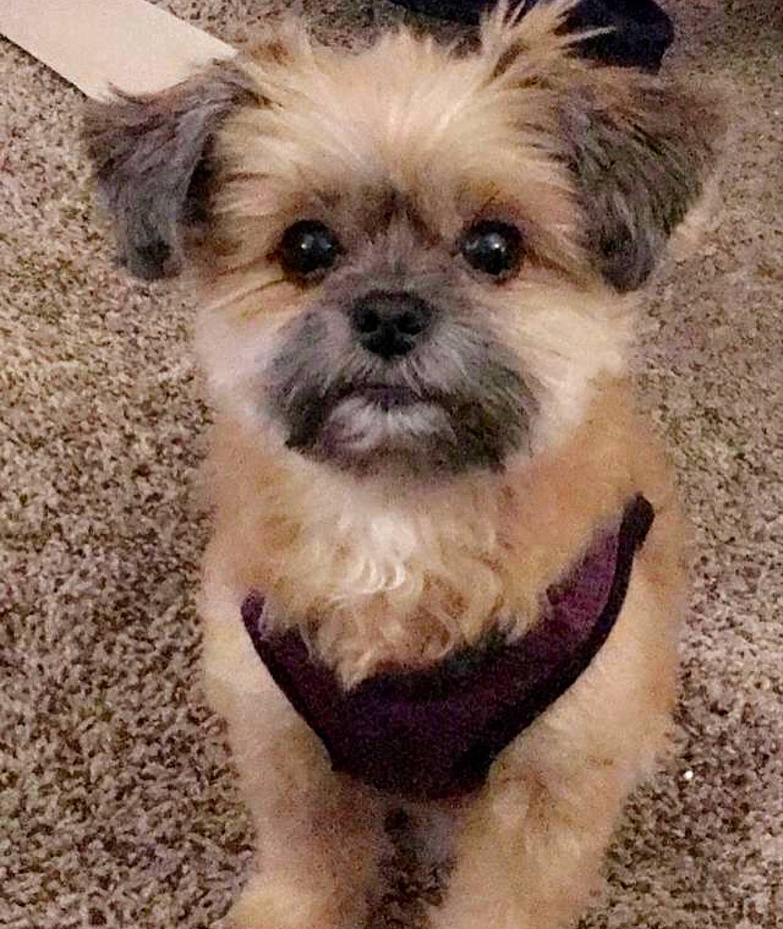 Littles is registered to the contest to win money with this photo: canidae, carnivore, companion_dog, dog, dog_breed, dog_clothes, dog_supply, fawn, morkie, non_sporting_group, pet_supply, puppy, small_terrier, snout, terrier, toy_dog, vertebrate, working_animal, yorkipoo