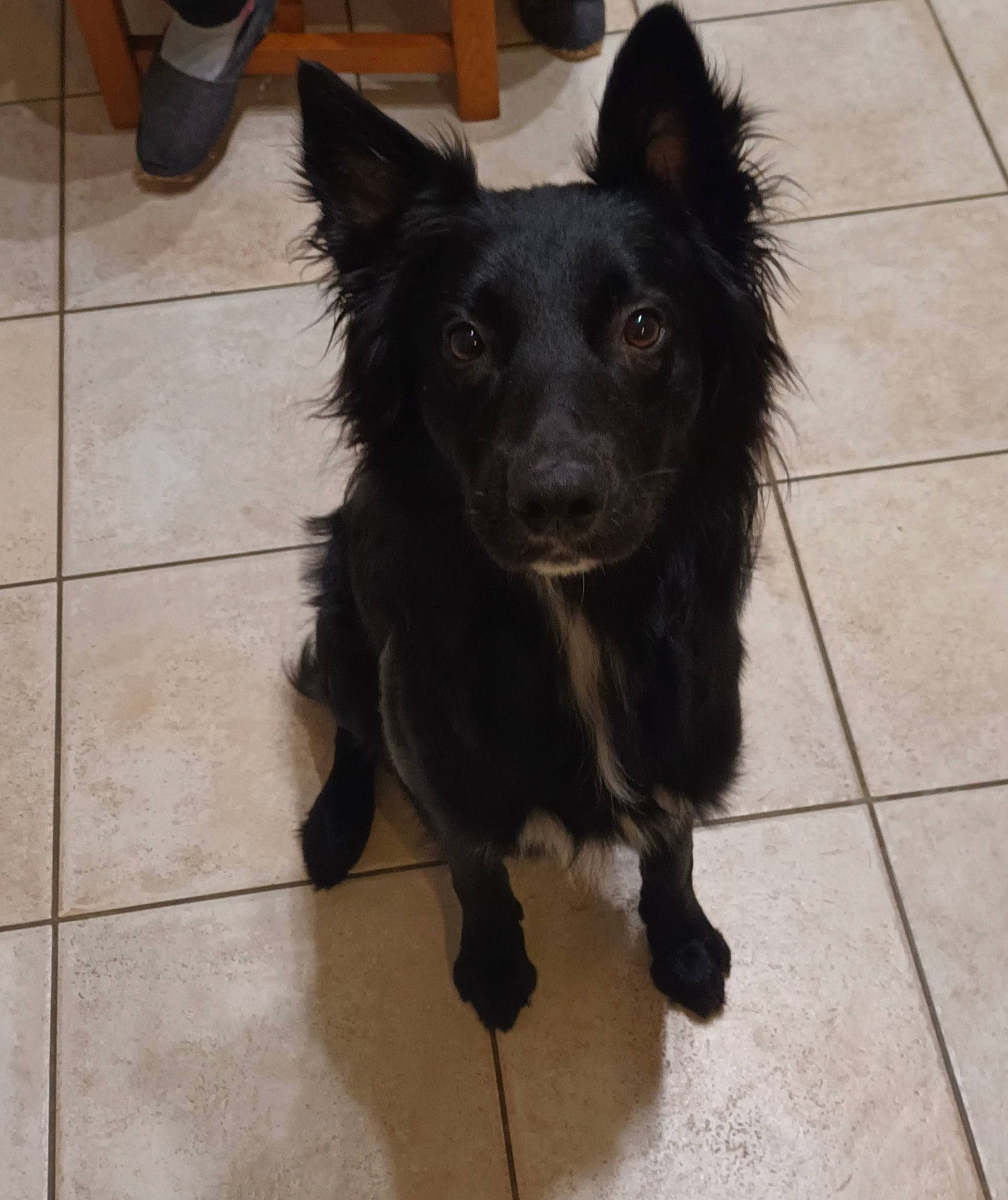 Suly a rejoint le concours — aidez-le/la à gagner de superbes lots ! canidae, carnivore, companion_dog, dog, dog_breed, dog_collar, dog_supply, flooring, fur, hardwood, herding_dog, liver, paw, snout, sporting_group, tail, tile_flooring, whiskers, working_animal, working_dog