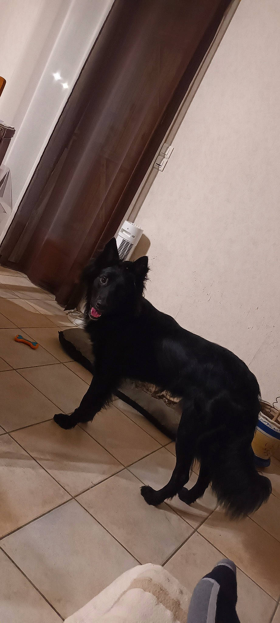 Suly a rejoint le concours — aidez-le/la à gagner de superbes lots ! brown, canidae, carnivore, claw, companion_dog, dog, dog_breed, felidae, flooring, fur, hardwood, liver, small_to_medium_sized_cats, snout, sporting_group, tail, terrestrial_animal, tints_and_shades, whiskers, wood