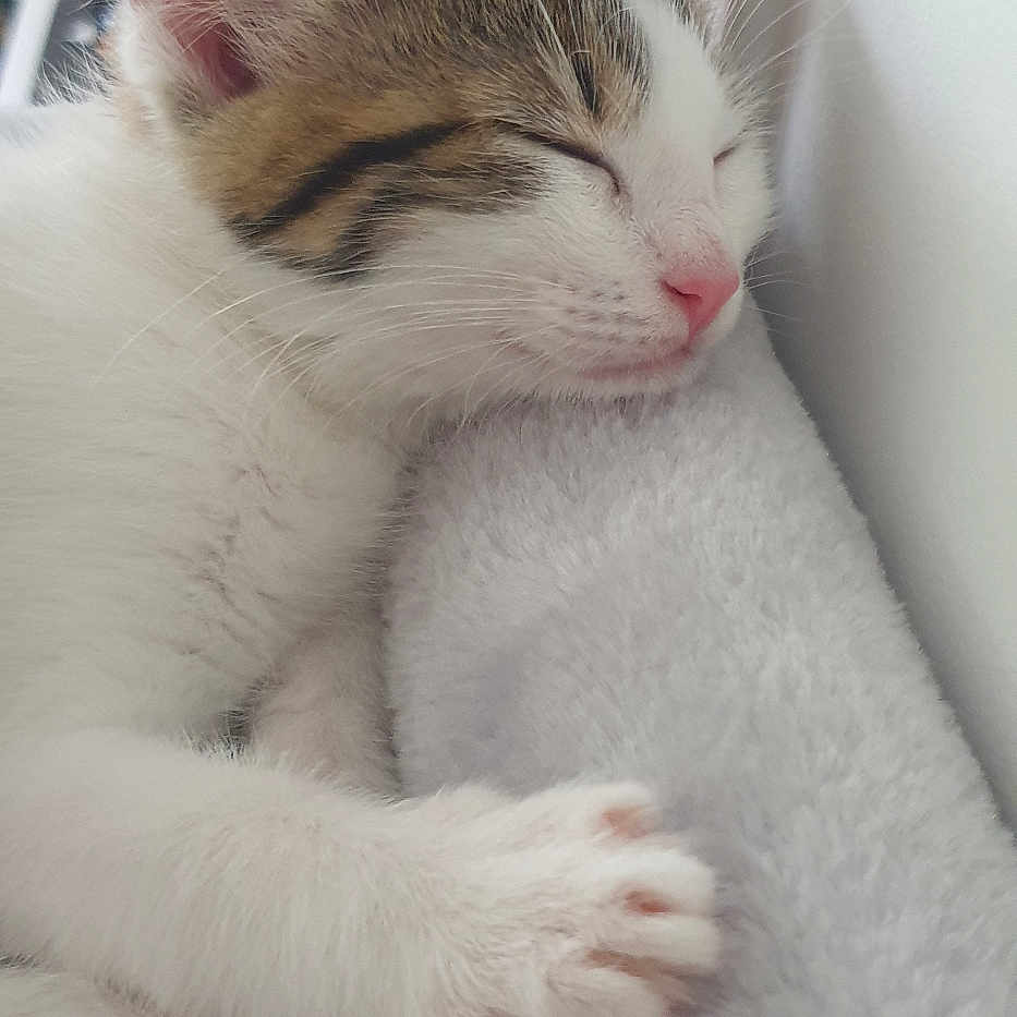 Plumette