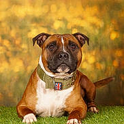 Shelton participe au concours pour gagner de l'argent avec cette photo : dog, staffordshire_bull_terrier, collar, grass, outdoor, portrait, brown, white, pet, animal, canine, ears, nose, eyes, paw, fur, nature, autumn, background, resting