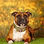 dog, staffordshire_bull_terrier, collar, grass, outdoor, portrait, brown, white, pet, animal, canine, ears, nose, eyes, paw, fur, nature, autumn, background, resting