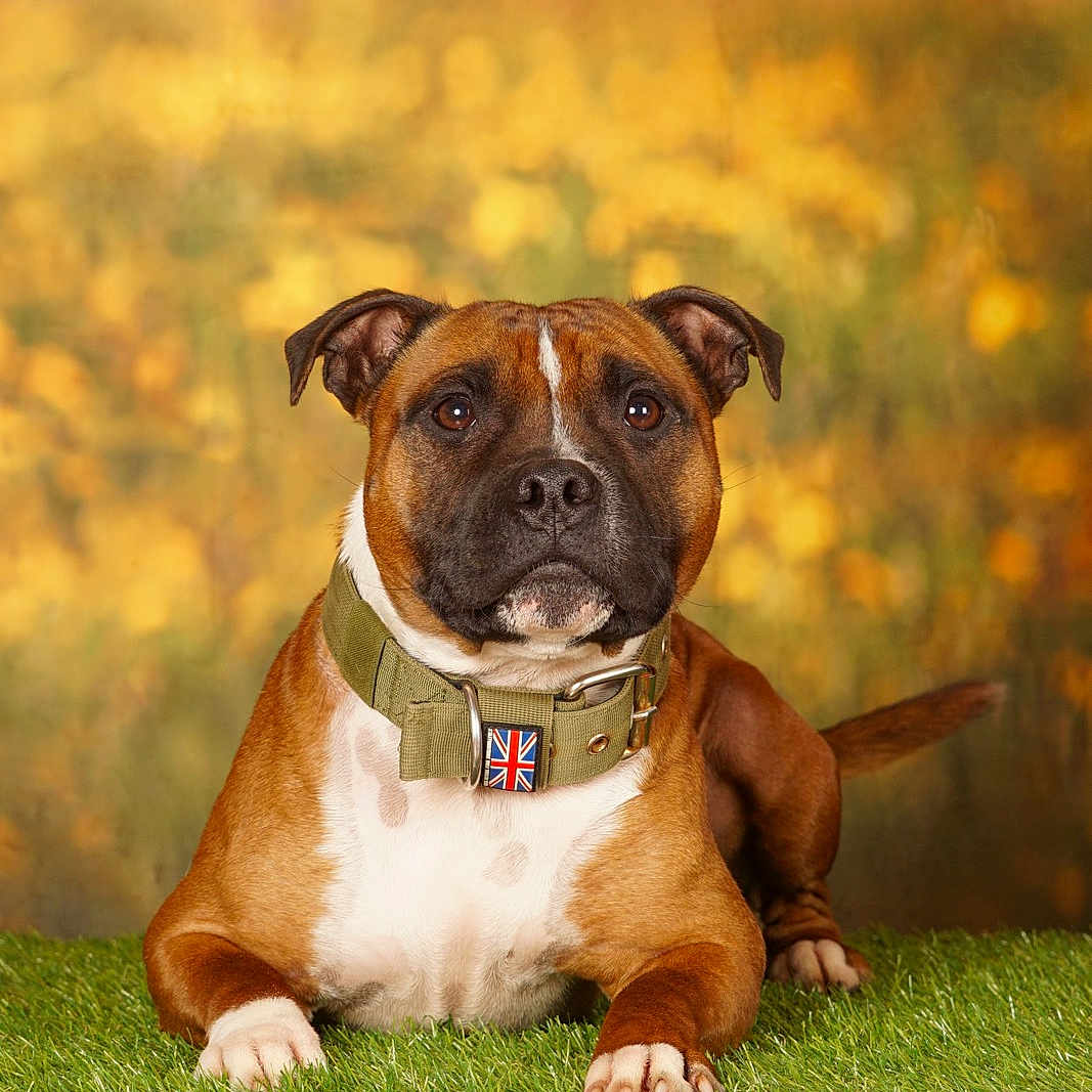Shelton participe au concours pour gagner de l'argent avec cette photo : animal, autumn, background, brown, canine, collar, dog, ears, eyes, fur, grass, nature, nose, outdoor, paw, pet, portrait, resting, staffordshire_bull_terrier, white