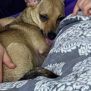 Dolce is registered to the contest to win money with this photo: animal, blanket, brown_fur, close_up, comfort, companion, cute, dog, ears, human_hand, indoor, pattern, pet, purple_clothing, relaxed, resting, small_dog, snuggling, tail, tongue_out