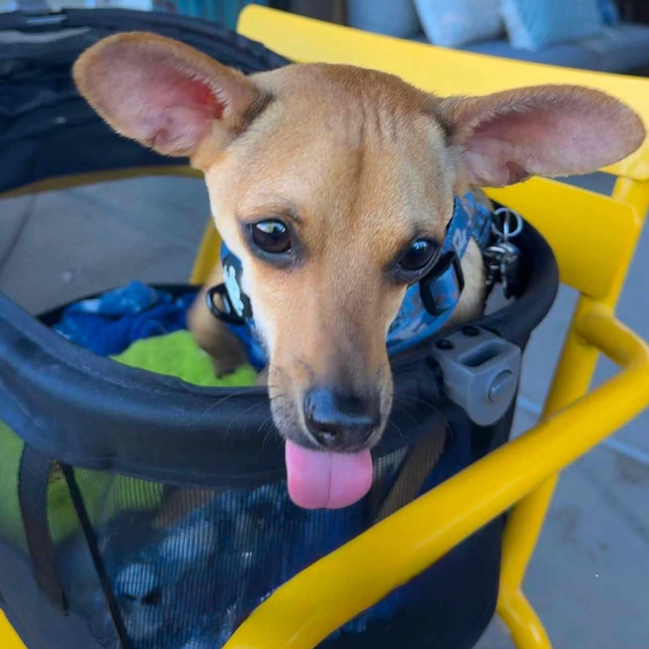 Dolce joined the competition — help win amazing prizes! animal, blurred_background, brown_dog, canine, close_up, collar, cute, daylight, dog, ears, mesh_carrier, outdoor, pet, playful, resting, seat, small_dog, tongue, tongue_out, yellow_chair