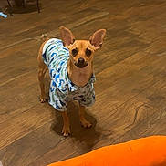 Dolce is registered to the contest to win money with this photo: dog, small_dog, brown_dog, clothing, shirt, dinosaur_pattern, wooden_floor, toy, indoor, pet, animal, standing, ears_up, looking_at_camera, orange_object, flooring, cute, domestic_animal, mammal, playful