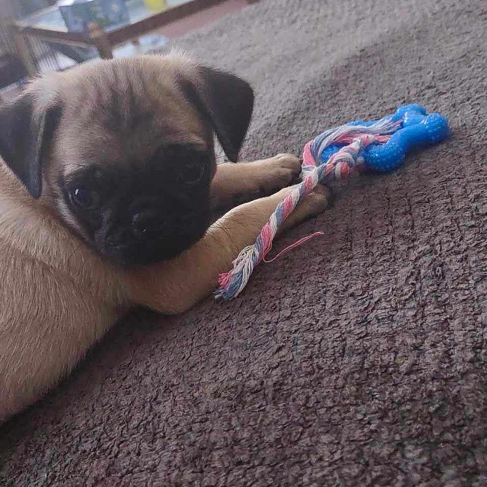 Django joined the competition — help win amazing prizes! animal, brush, bulldog, canine, cat, device, dog, homedecor, hound, indoors, interiordesign, person, pet, photoframe, plant, pottedplant, pug, puppy, quilt, sleeping