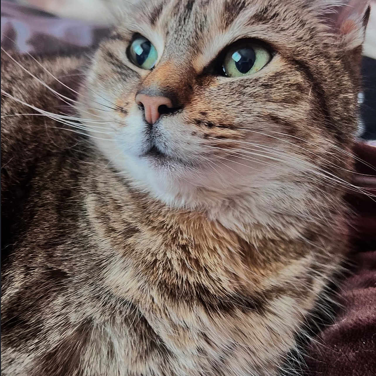 Bell is registered to the contest to win money with this photo: abyssinian, angora, animal, bodypart, cat, couch, furniture, kitten, manx, mouth, person, pet