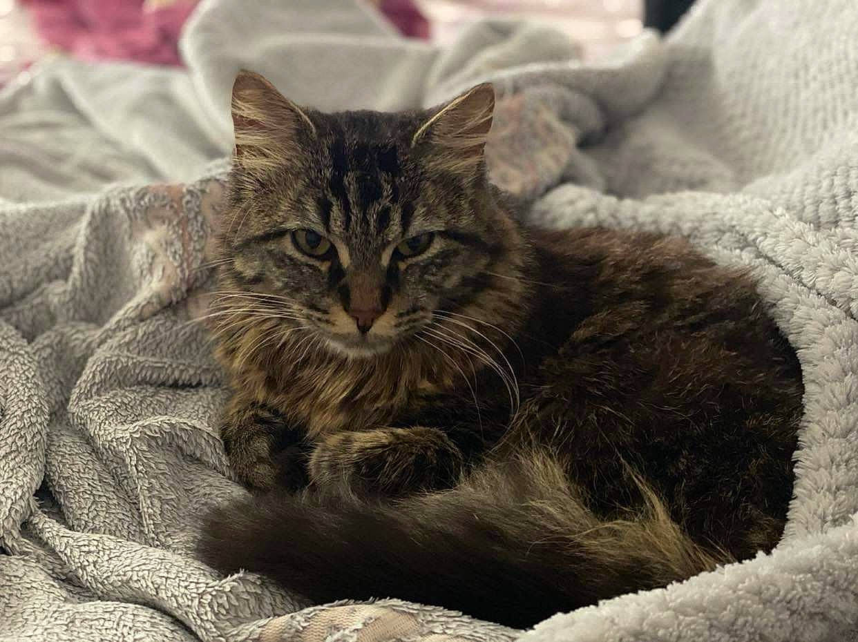 Kiwi a rejoint le concours — aidez-le/la à gagner de superbes lots ! british_longhair, carnivore, cat, comfort, domestic_short_haired_cat, felidae, fur, grey, maine_coon, norwegian_forest_cat, paw, small_to_medium_sized_cats, terrestrial_animal, whiskers