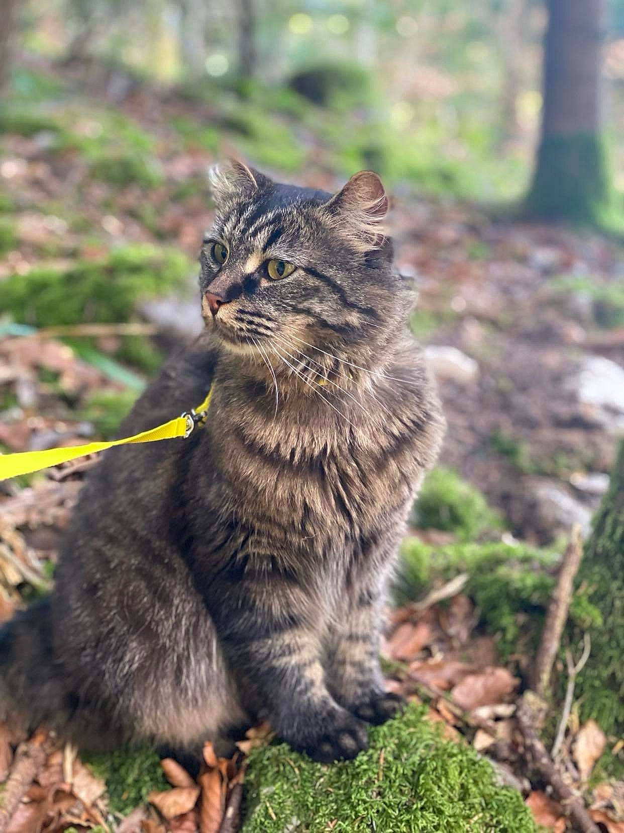 Kiwi participe au concours pour gagner de l'argent avec cette photo : bobcat, carnivore, cat, claw, domestic_short_haired_cat, felidae, fur, grass, lynx, norwegian_forest_cat, organism, plant, small_to_medium_sized_cats, snout, soil, tail, terrestrial_animal, tree, whiskers, wood