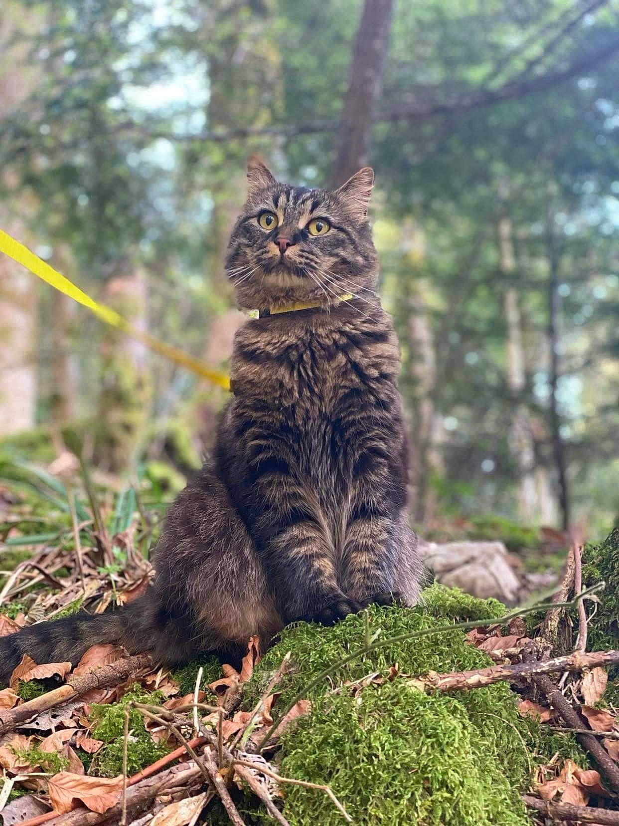 Kiwi participe au concours pour gagner de l'argent avec cette photo : branch, carnivore, cat, domestic_short_haired_cat, fawn, felidae, forest, fur, grass, organism, plant, small_to_medium_sized_cats, snout, soil, tail, terrestrial_animal, tree, trunk, whiskers, wood