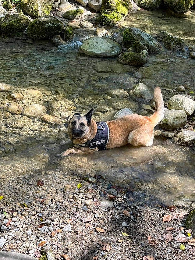 Jussia a rejoint le concours — aidez-le/la à gagner de superbes lots ! adventure, bedrock, canidae, carnivore, companion_dog, dog, dog_breed, fawn, grass, landscape, leash, mammal, plant, recreation, rock, soil, sporting_group, water, wood, working_animal