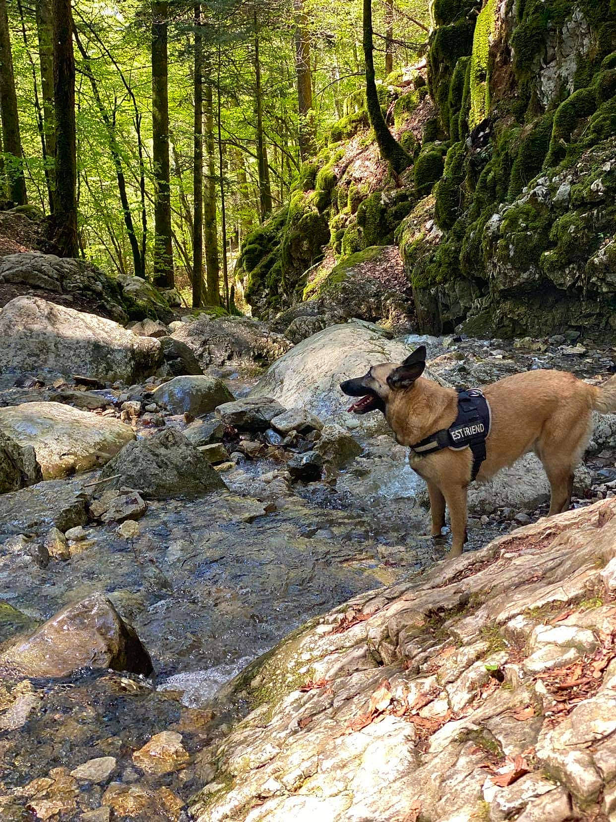 Jussia a rejoint le concours — aidez-le/la à gagner de superbes lots ! bedrock, canidae, carnivore, dog, dog_breed, forest, mountain, natural_landscape, outcrop, pack_animal, plant, recreation, rock, sporting_group, stream, trail, tree, wood, woodland, working_animal