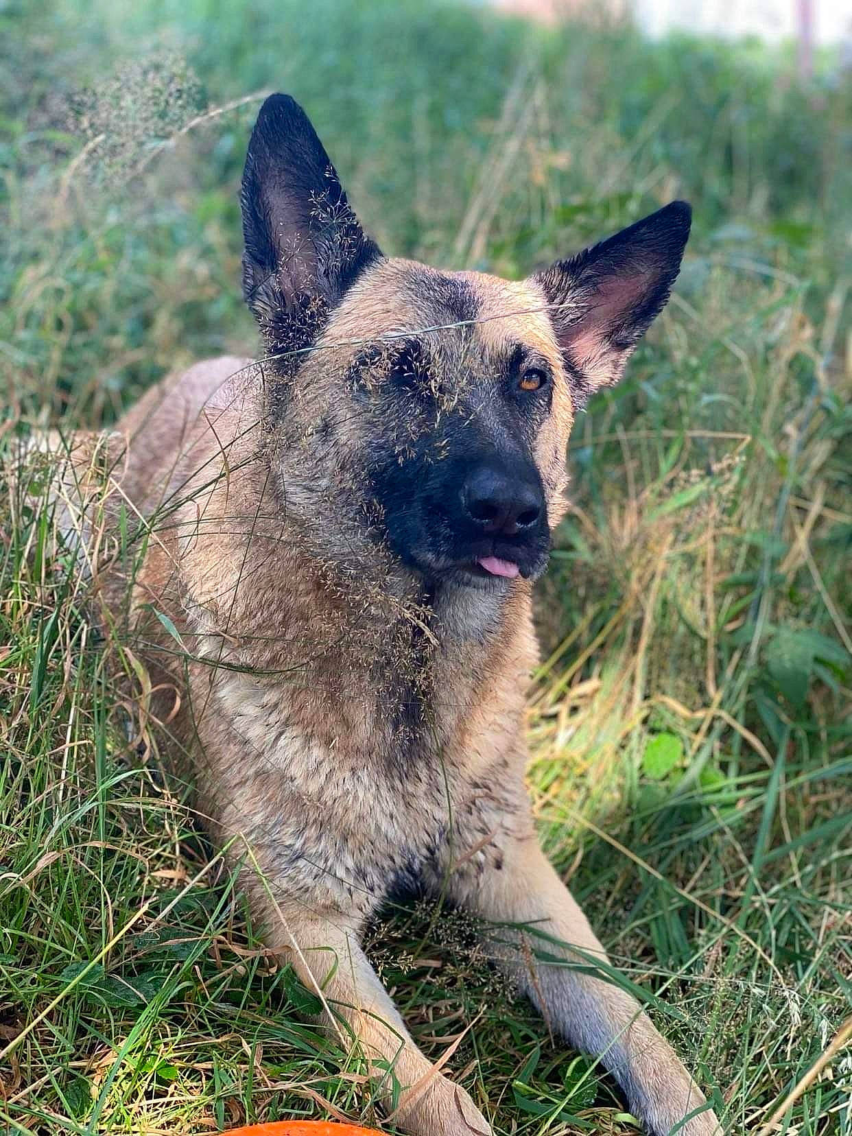 Jussia participe au concours pour gagner de l'argent avec cette photo : canidae, carnivore, dog, dog_breed, fawn, fur, german_shepherd_dog, grass, grassland, groundcover, plant, snout, sporting_group, terrestrial_animal, whiskers, wildlife, working_animal