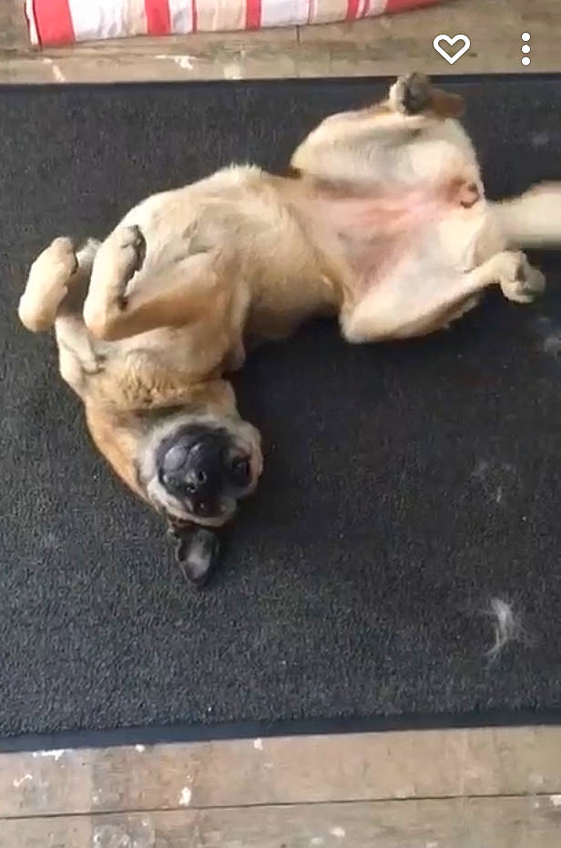 Jussia a rejoint le concours — aidez-le/la à gagner de superbes lots ! canidae, carnivore, companion_dog, dog, dog_breed, fawn, felidae, flooring, fur, hardwood, nap, paw, pug, small_to_medium_sized_cats, sporting_group, tail, toy_dog, whiskers, wood, working_animal