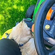 Lokie is registered to the contest to win money with this photo: backyard, blurred, collar, dashboard, dog, golden_retriever, grass, green, human_leg, lawn, lawnmower, outdoor, pant, pet, seat, steering_wheel, summer, tire, top_view, wheel