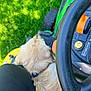 backyard, blurred, collar, dashboard, dog, golden_retriever, grass, green, human_leg, lawn, lawnmower, outdoor, pant, pet, seat, steering_wheel, summer, tire, top_view, wheel