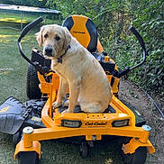 Lokie is registered to the contest to win money with this photo: collar, cub_cadet, dog, garden, golden_retriever, grass, lawn_mower, leaves, machine, outdoor, pet, playful, portrait, seat, summer, trampoline, trees, vehicle, yard, yellow
