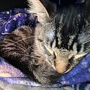Marvel joined the competition — help win amazing prizes! cat, tabby_cat, sleeping, close_up, furry, whiskers, blanket, purple_blanket, cozy, pet, animal, fur, resting, cute, domestic_cat, mammal, sleep, relaxation, indoor, soft
