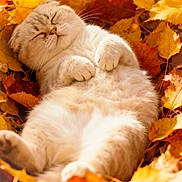 Pouilloux participe au concours pour gagner de l'argent avec cette photo : cat, sleeping, autumn, leaves, fall, nature, outdoor, cozy, cute, fluffy, relaxed, animal, pet, soft, warm, seasonal, orange, yellow, brown, peaceful