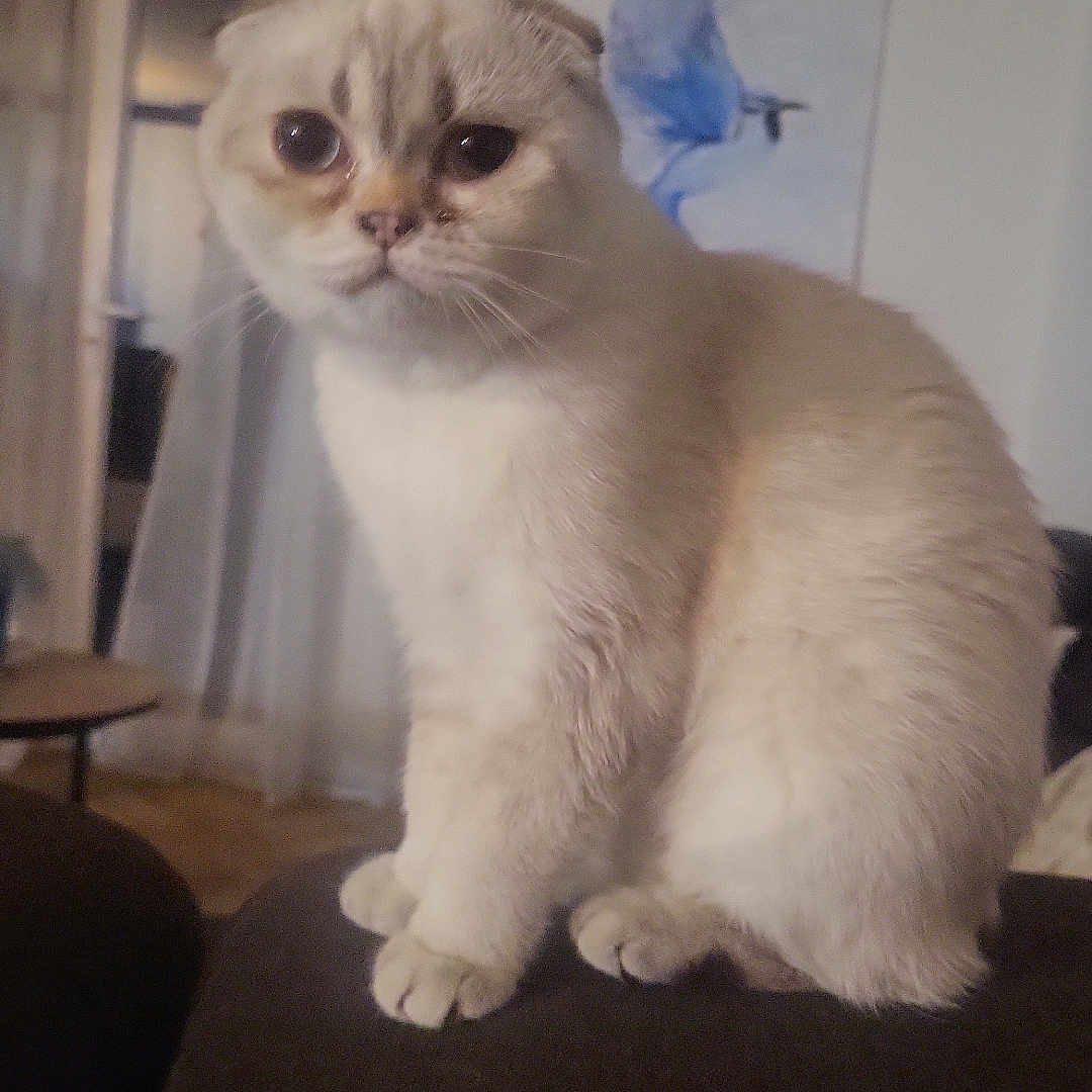 Zazou participe au concours pour gagner de l'argent avec cette photo : abyssinian, adult, angora, animal, architecture, armchair, cat, chair, couch, furniture, homedecor, kitten, linen, male, man, manx, person, pet, siamese, wood