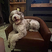 Murphy is registered to the contest to win money with this photo: animal, bottle, brown_leather_chair, canine, clock, cozy, curly_fur, dog, floor, fur, furniture, happy, home, indoor, living_room, pet, relaxed, shelf, sitting, smiling