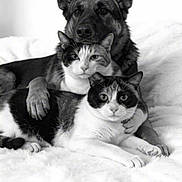 Phoebe And Leia is registered to the contest to win money with this photo: dog, cat, pets, animal_portrait, cuddling, snuggling, black_and_white, monochrome, bed, blanket, fluffy, short_hair, german_shepherd, tabby_cat, black_and_white_cat, indoors, cozy, friendship, close_up, adorable