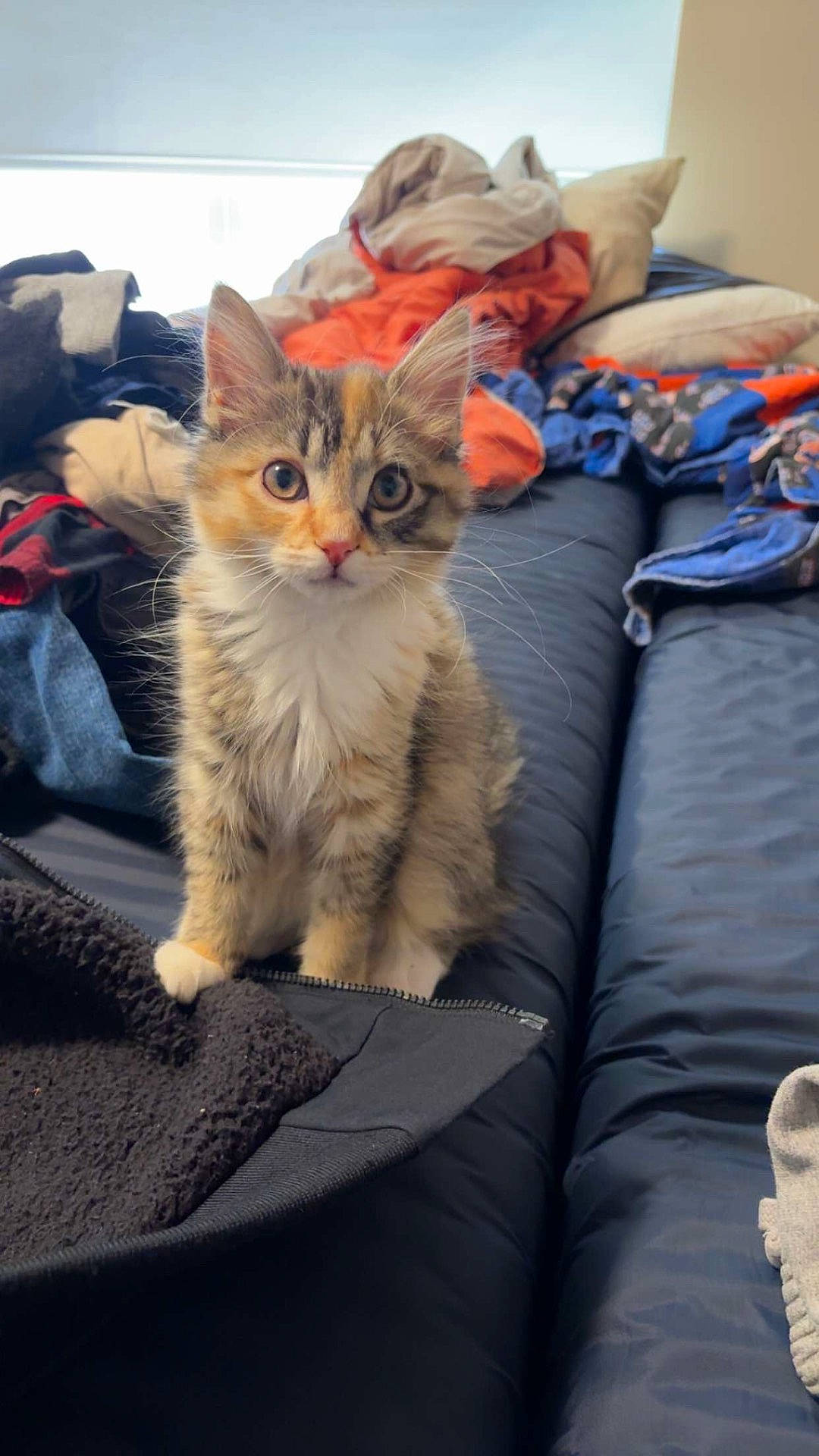 Kesha is registered to the contest to win money with this photo: abyssinian, animal, bed, bedroom, blanket, cat, clothing, couch, cushion, furniture, homedecor, indoors, kitten, laundry, linen, manx, pants, pet, quilt, room