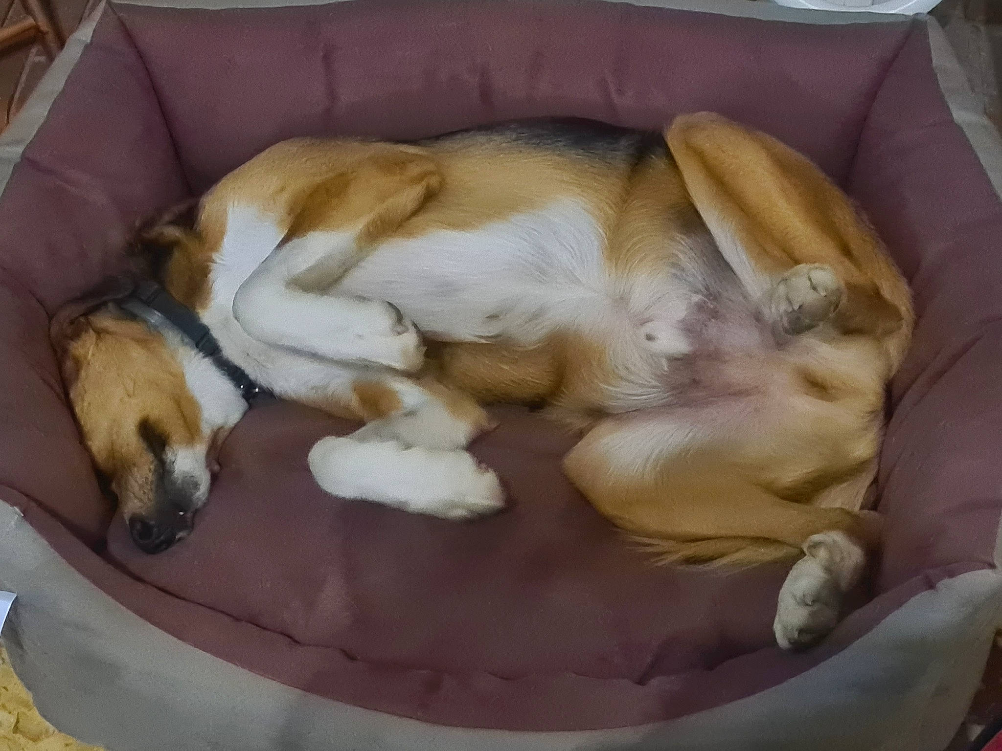 Rocky participe au concours pour gagner de l'argent avec cette photo : canidae, carnivore, cat_supply, comfort, companion_dog, couch, dog, dog_bed, dog_breed, dog_supply, fawn, hound, nap, paw, pet_supply, puppy_love, sleep, sporting_group, tail, working_animal