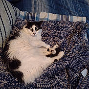 Queenie joined the competition — help win amazing prizes! cat, fluffy, black_and_white, pet, indoor, blanket, patterned_blanket, bed, striped_sheets, feline, resting, cute, animal, fur, whiskers, paws, relaxed, looking_at_camera, domestic_cat, cozy