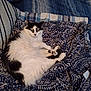 animal, bed, black_and_white, blanket, cat, cozy, cute, domestic_cat, feline, fluffy, fur, indoor, looking_at_camera, patterned_blanket, paws, pet, relaxed, resting, striped_sheets, whiskers