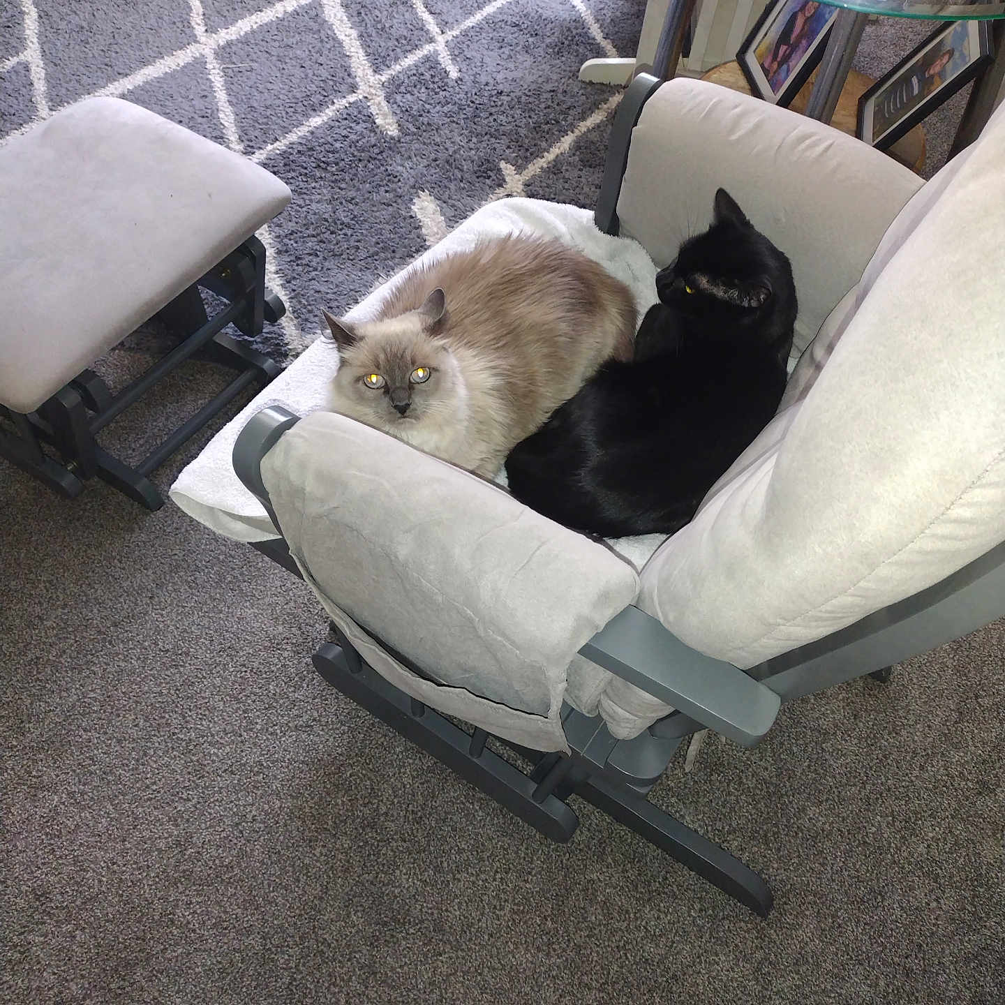 Shadow And Booboo is registered to the contest to win money with this photo: animal, black_cat, carpet, cat, chair, companion, cozy, cushion, domestic, feline, furniture, glass_table, home, indoor, light_cat, living_room, pet, relaxing, resting, two_animals