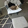 Shad-Ow joined the competition — help win amazing prizes! cat, black_cat, fluffy_cat, chair, cushion, towel, carpet, rug, footrest, home_interior, living_room, pet, animal, feline, cozy, indoor, relaxing, furniture, carpet_pattern, resting