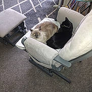 Shad-Ow is registered to the contest to win money with this photo: cat, feline, chair, cushion, carpet, footstool, living_room, glass_table, indoor, pets, cozy, resting, two_cats, black_cat, fluffy_cat, furniture, relaxing, home, animal, domestic_animal