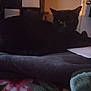 black_cat, cat, pet, animal, indoor, blanket, soft_texture, dim_light, cozy, furniture, carpet, home, relaxing, resting, dark, shadow, eyes, feline, domestic, quiet