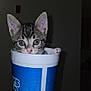 animal, blue, cat, closeup, container, cup, curious, cute, eyes, face, fur, hand, holding, indoor, kitten, paw, pet, portrait, small, white