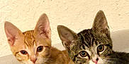 Basil And Blossom is registered to the contest to win money with this photo: animal, cat, companions, curious, cute, domestic, ears, eyes, feline, fur, gray_tabby, indoor, kitten, orange_tabby, pets, portrait, sitting, two, whiskers, young