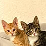 animal, cat, companions, curious, cute, domestic, ears, eyes, feline, fur, gray_tabby, indoor, kitten, orange_tabby, pets, portrait, sitting, two, whiskers, young