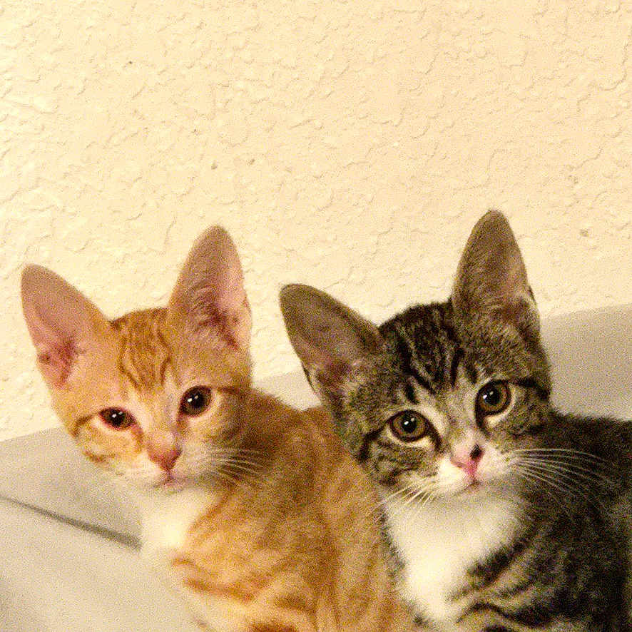 Basil And Blossom is registered to the contest to win money with this photo: animal, cat, companions, curious, cute, domestic, ears, eyes, feline, fur, gray_tabby, indoor, kitten, orange_tabby, pets, portrait, sitting, two, whiskers, young