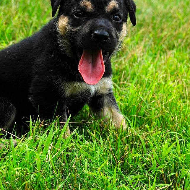 Rupert is registered to the contest to win money with this photo: