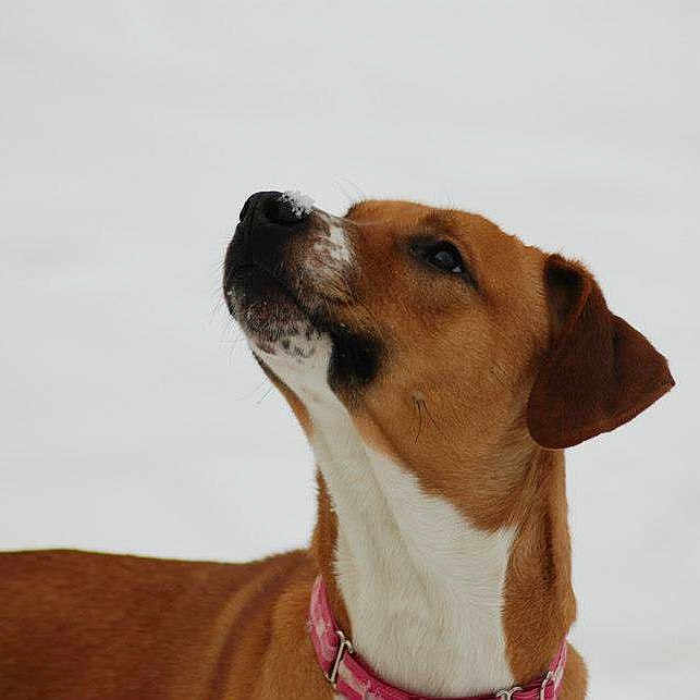 Sadie