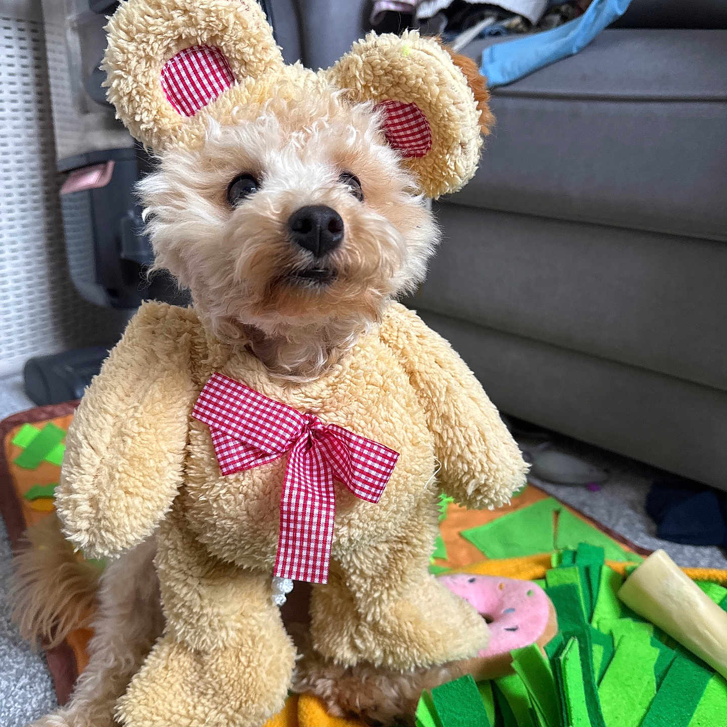 Dewi joined the competition — help win amazing prizes! animal, carpet, costume, couch, curious, cute, dog, fabric, fluffy, furniture, indoor, living_room, pet, play_mat, plush, red_bow, small_dog, soft, teddy_bear, toy